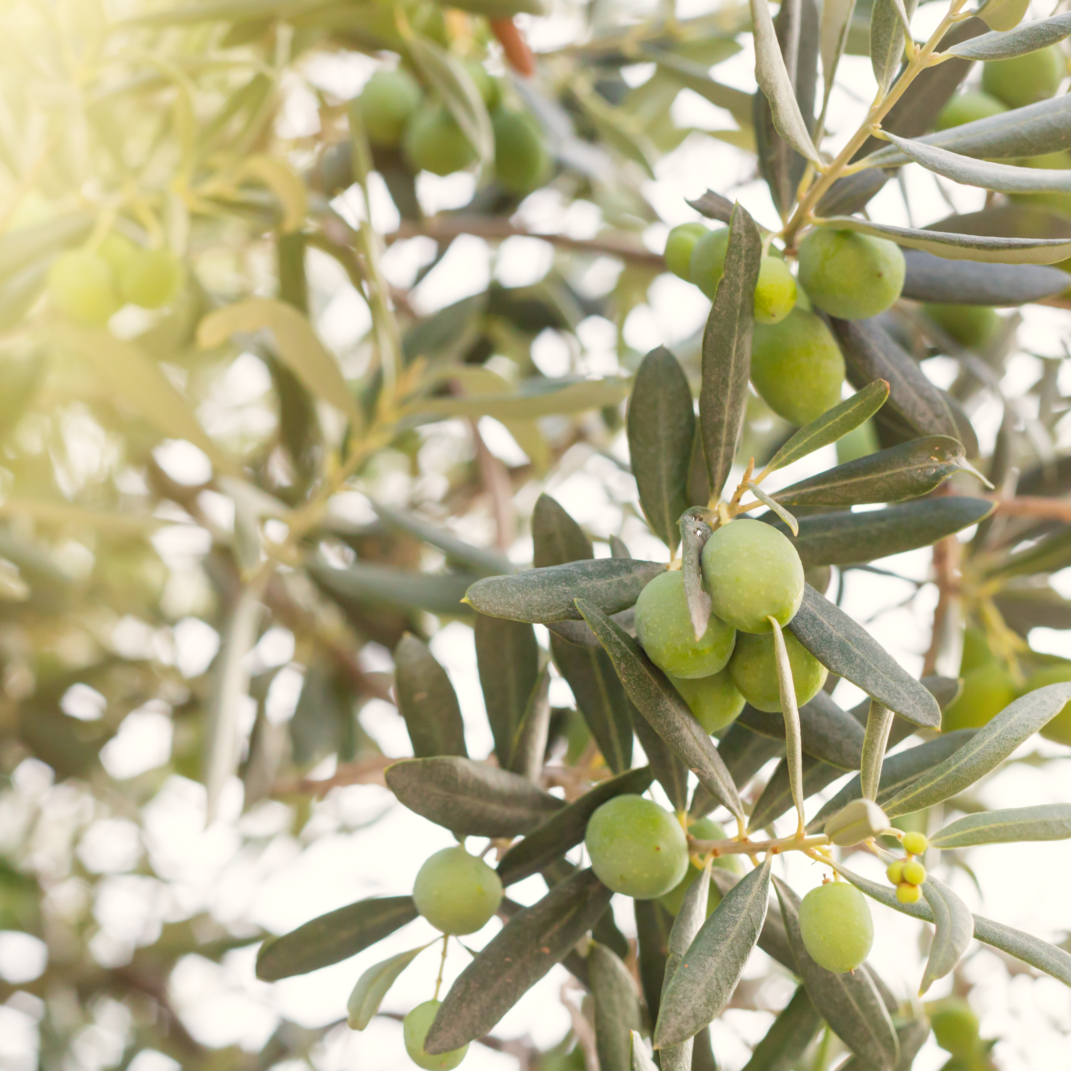 olive-tree-branch
